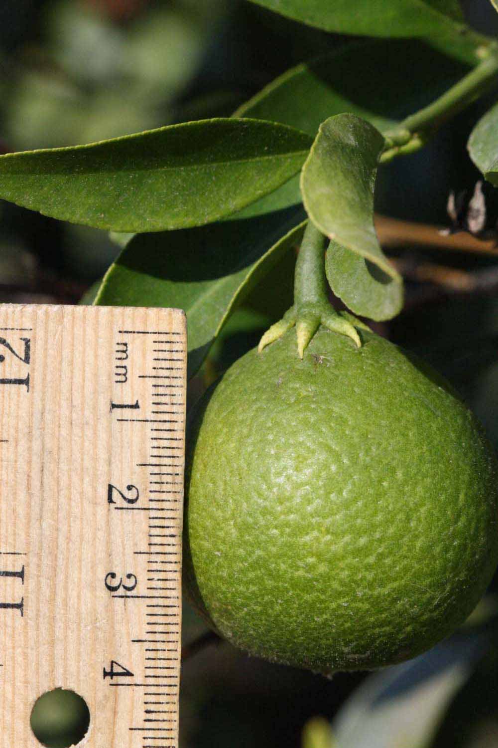            Immature fruit (Riverside, CA)   